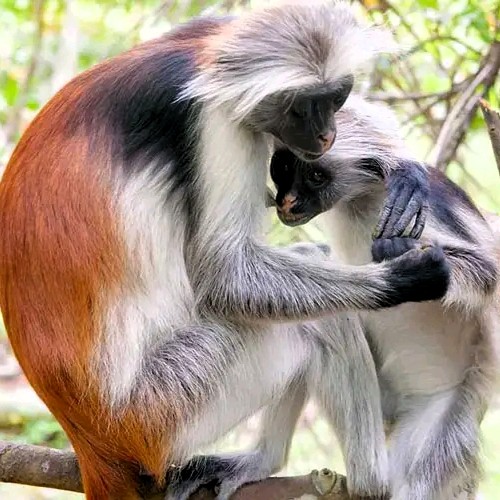 Jozani Forest Tour in Zanzibar
