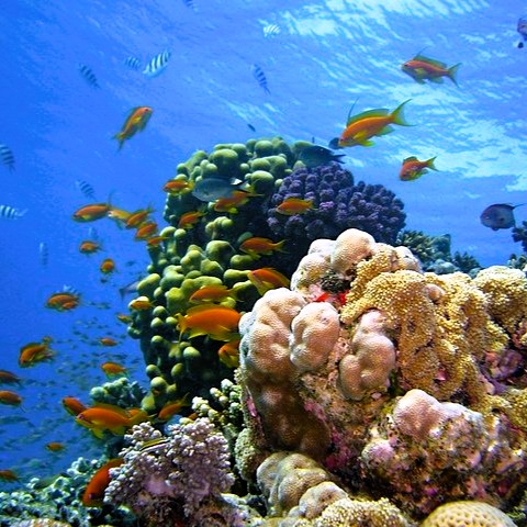 Snorkeler exploring coral