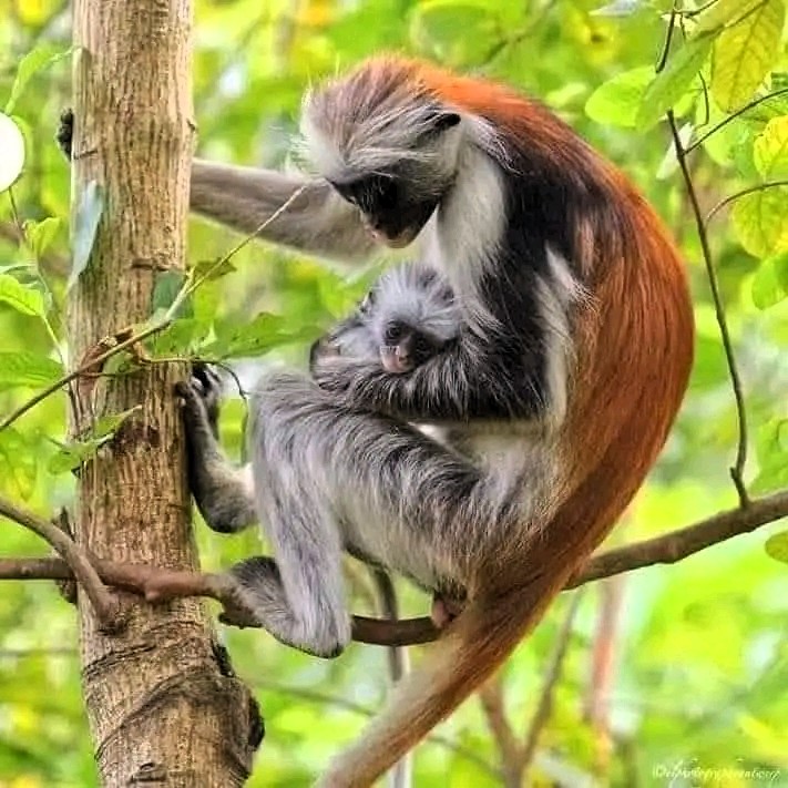 Red colobus monkeys in Jozani Forest