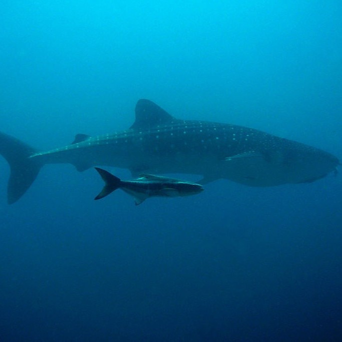 Swimming with whale shark at Mafia Island - Marine Adventure
