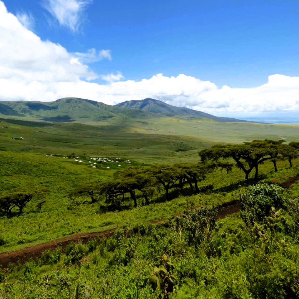 Herd of zebras and wildebeests in Mikumi National Park