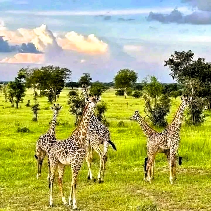 Safari vehicle on a game drive in Mikumi National Park