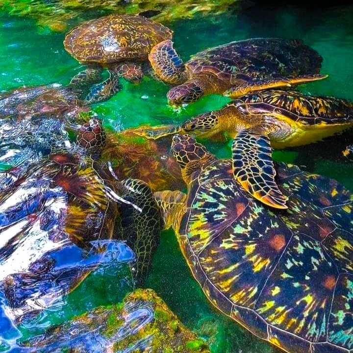 Nungwi Aquarium Swimming with Turtles