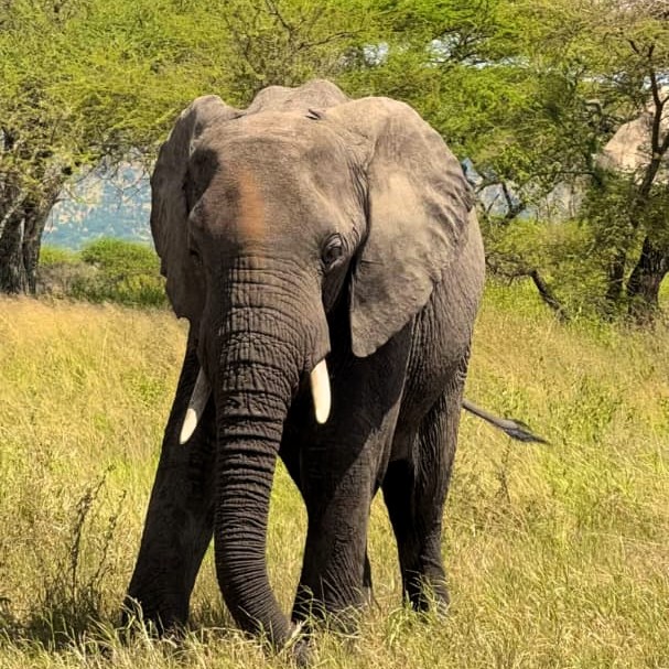 Safari vehicle driving through Serengeti National Park