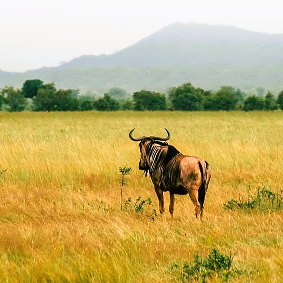 Serengeti plains with grazing wildebeest and acacia trees