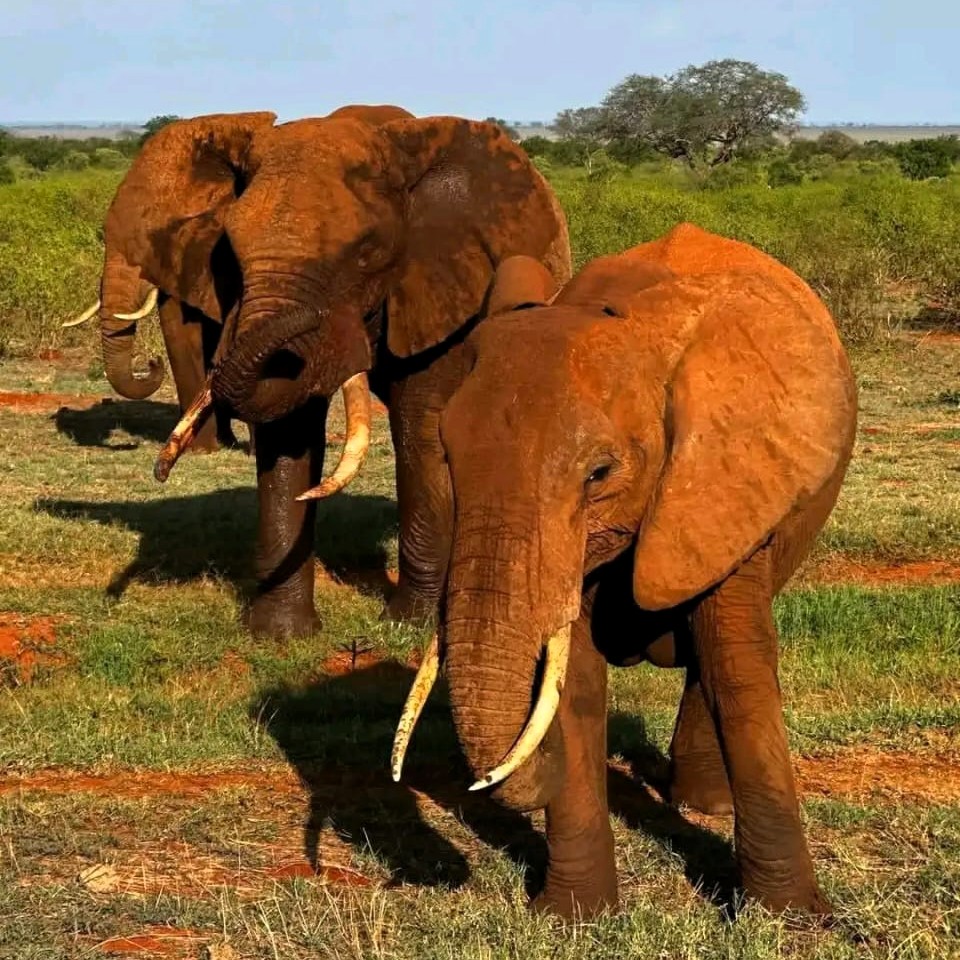 Tarangire and Manyara 2 Days Safari