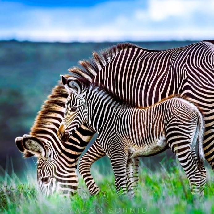 Tarangire and Ngorongoro 3 Days Safari