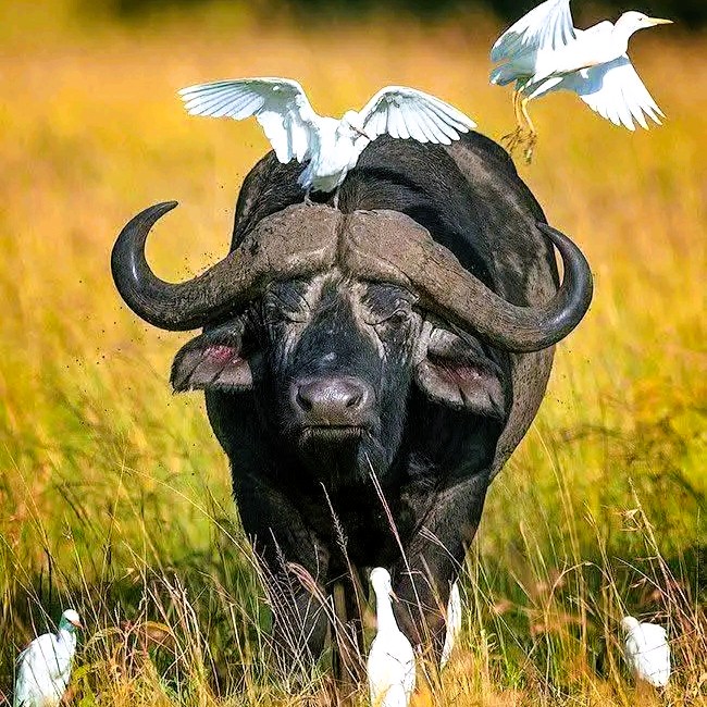 Serengeti and Ngorongoro 2 Days Safari