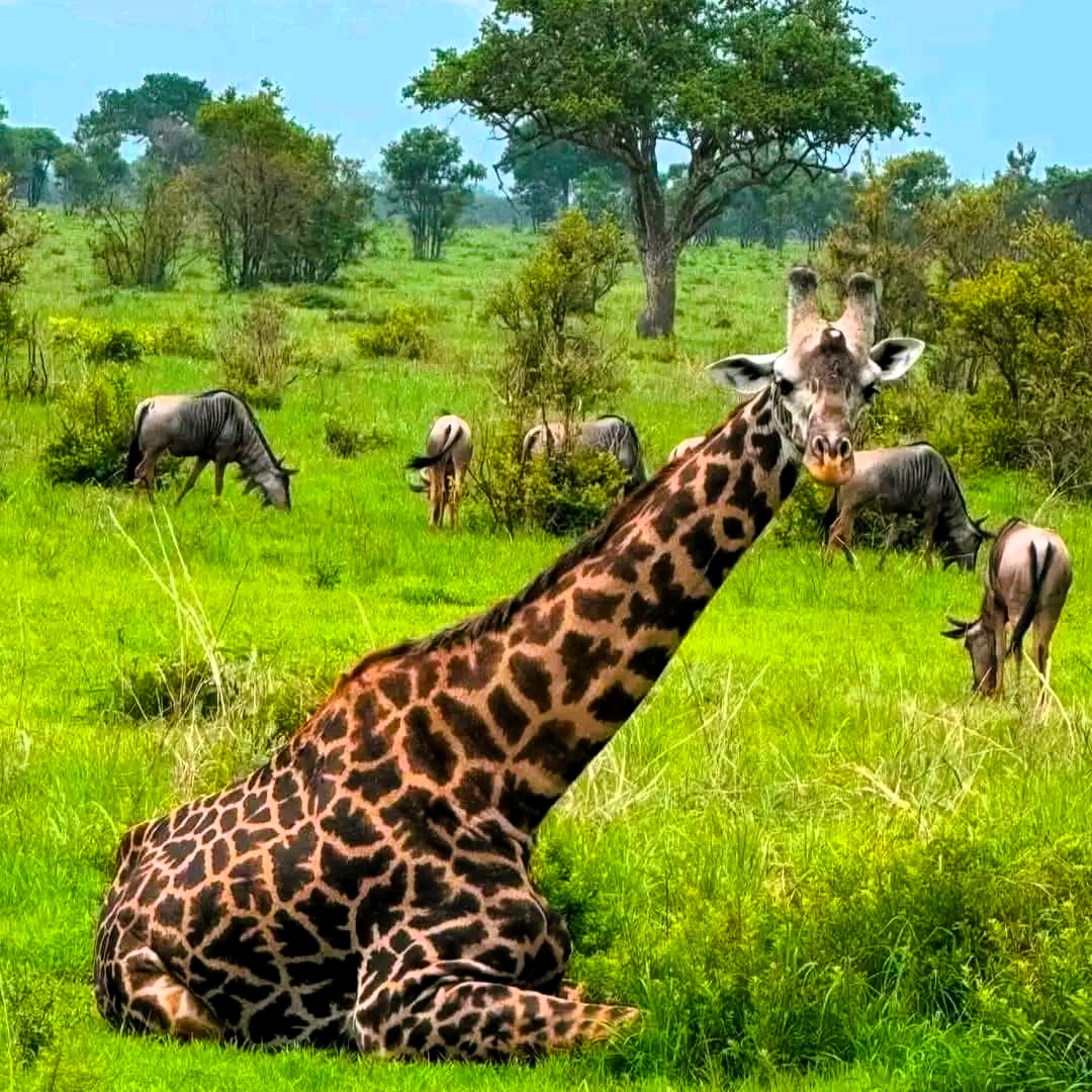 Wildlife scene with zebras and acacia trees on a Tanzania safari