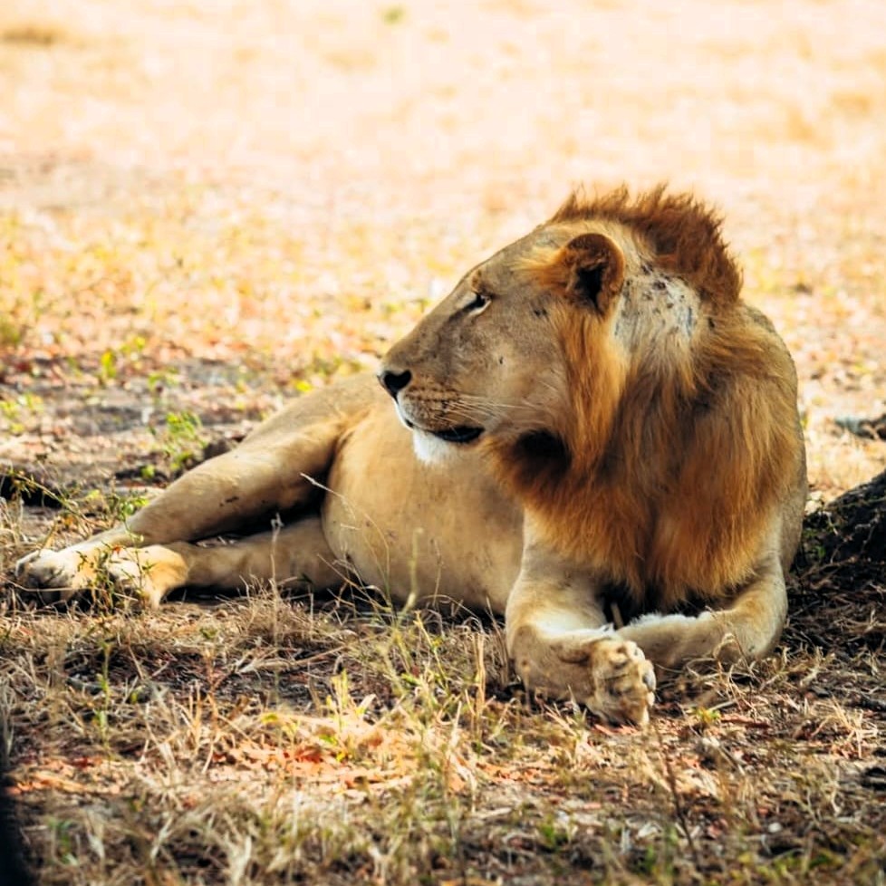Tarangire and Manyara safari landscape with wildlife