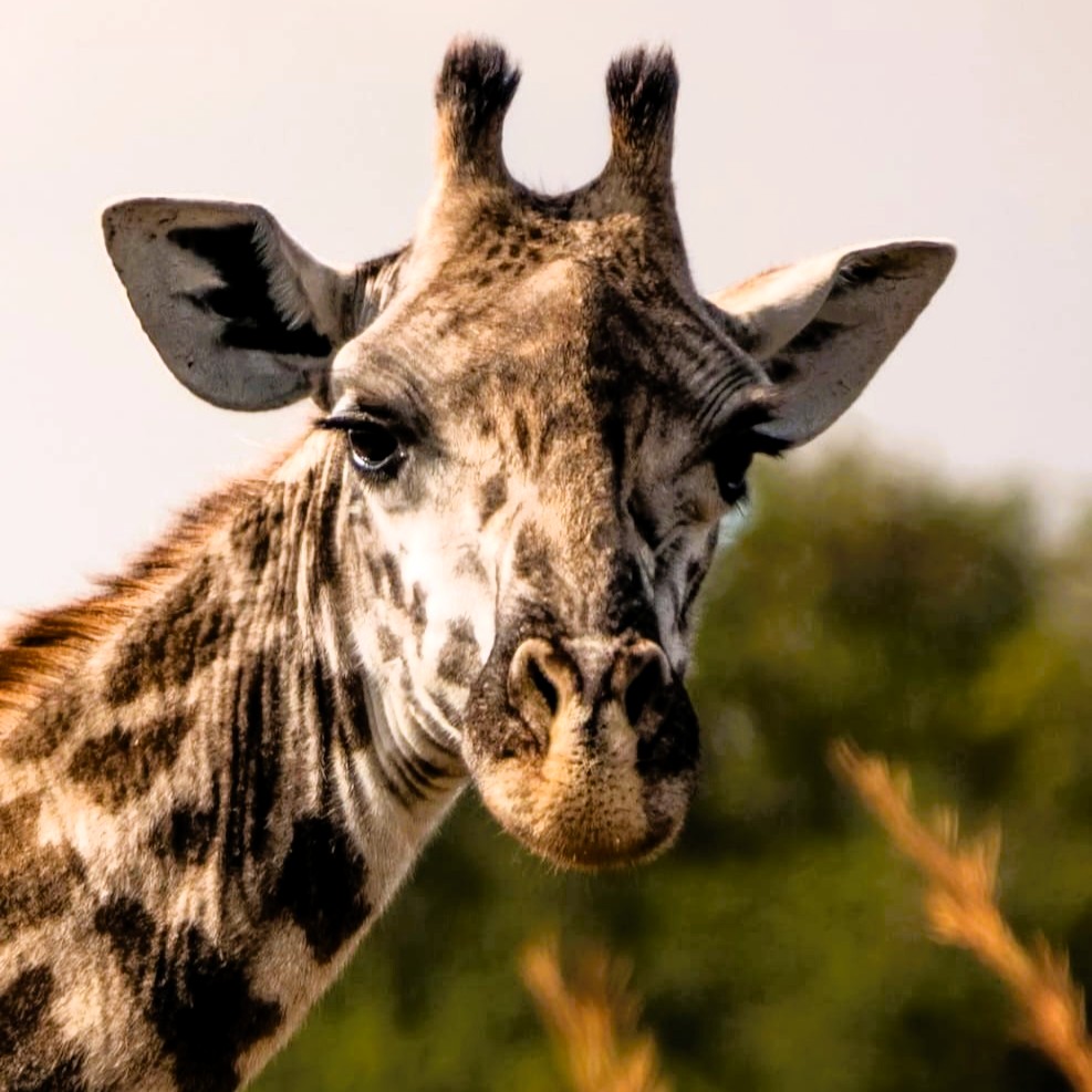 Lake Manyara safari game drive with birds and trees