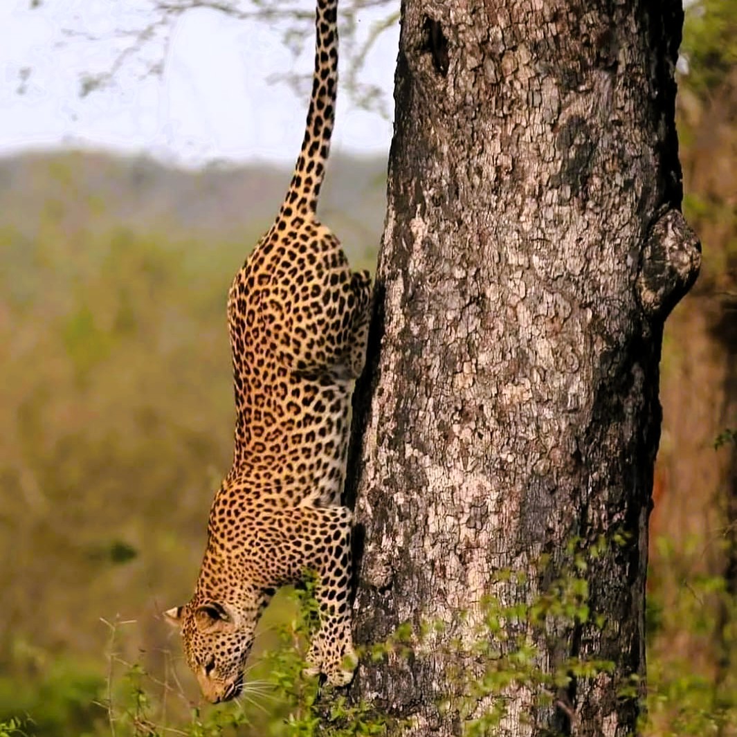 Baobab trees and wildlife landscape in Tarangire National Park