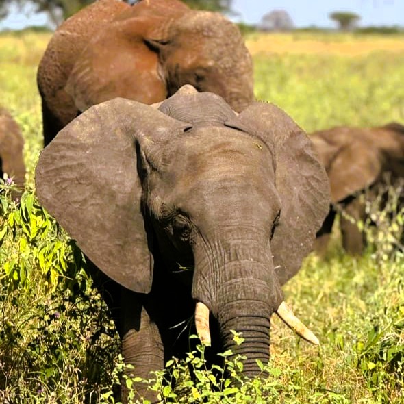 Ngorongoro Crater scenic view with wildlife concentration