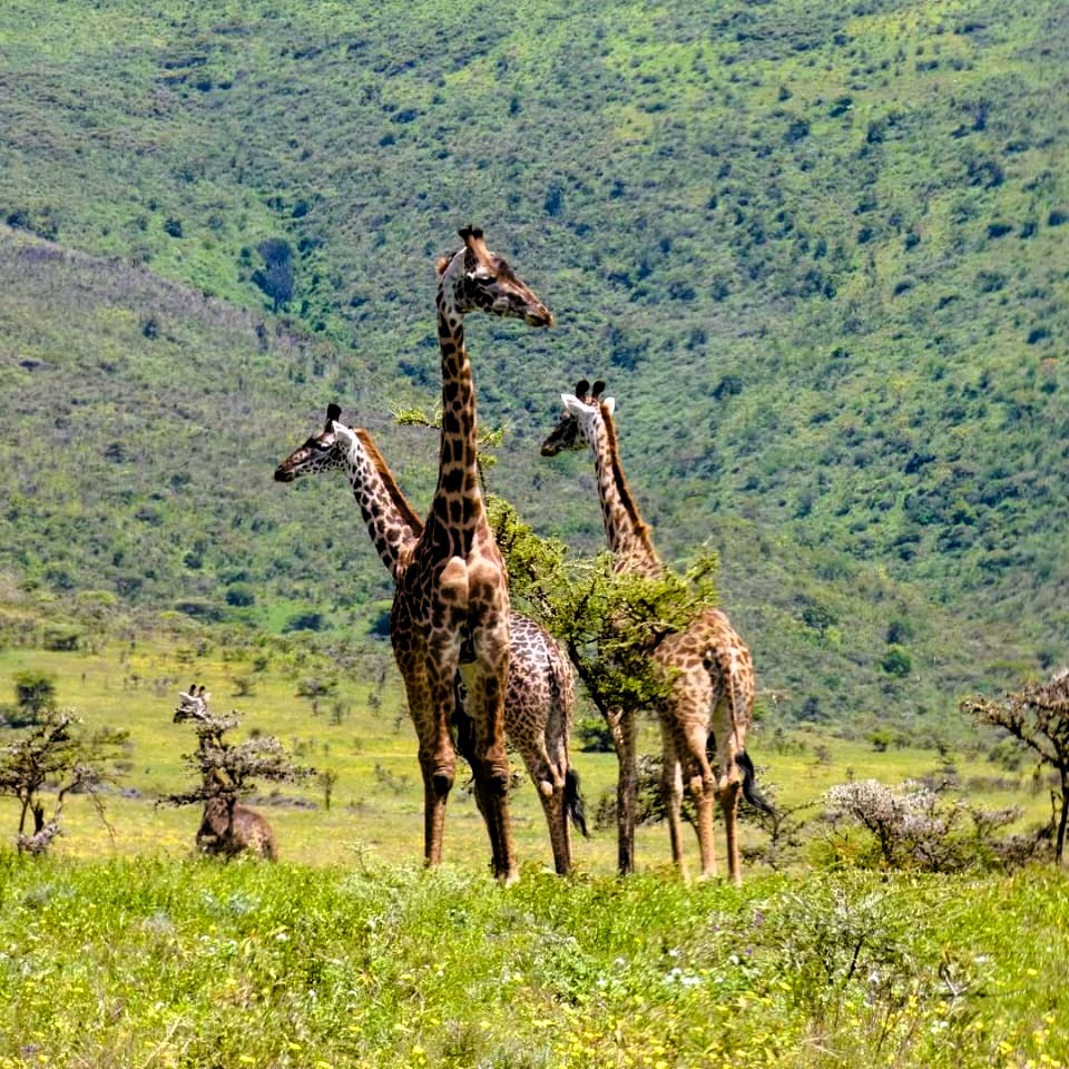 Lions and zebras in Ngorongoro Crater during game drive